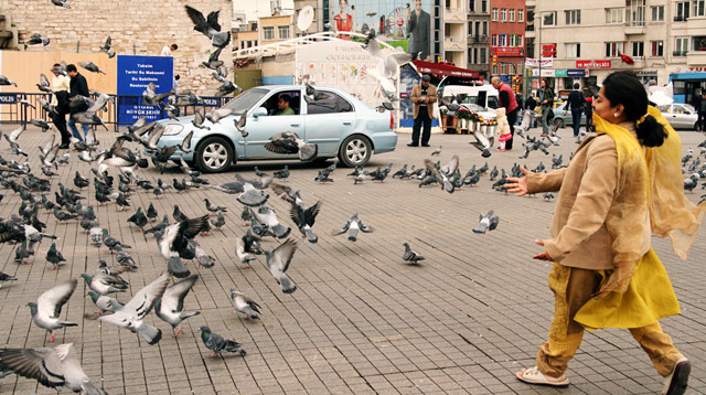 Taksim square, Istanbul Pigeons in Taksim square, Istanbul