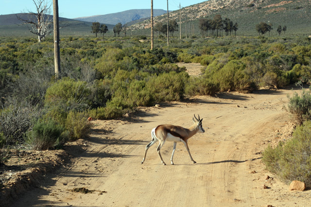 springbok-caprioara