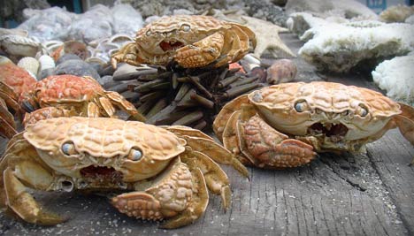 crab attack